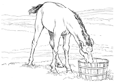 Horse Colt Drinks Water Coloring Page